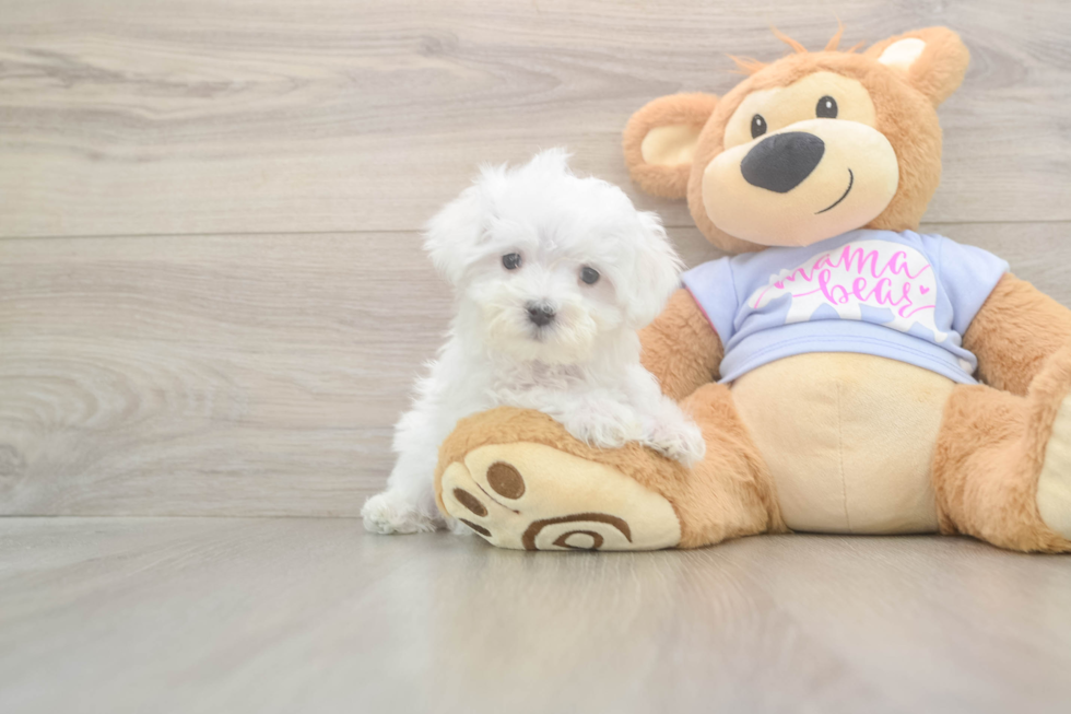 Maltese Pup Being Cute