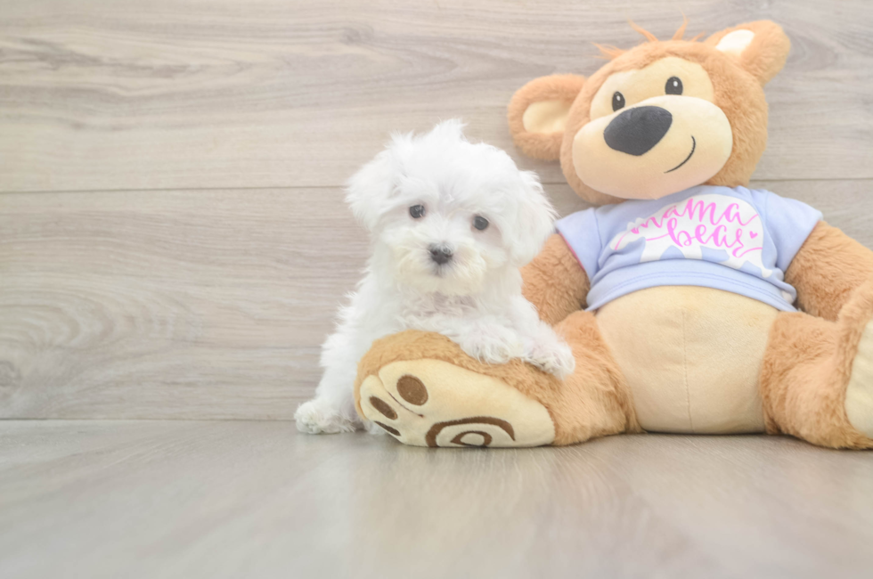 8 week old Maltese Puppy For Sale - Pilesgrove Pups