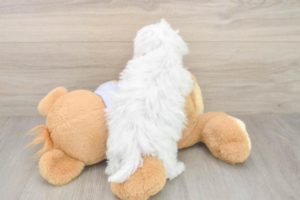 Maltese Pup Being Cute