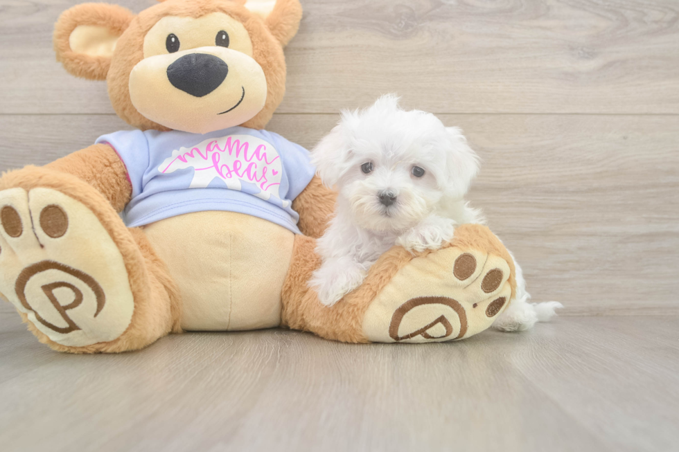 Maltese Puppy for Adoption