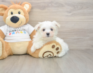 7 week old Maltese Puppy For Sale - Pilesgrove Pups