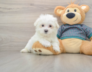 8 week old Maltese Puppy For Sale - Pilesgrove Pups