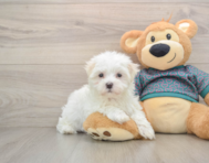 7 week old Maltese Puppy For Sale - Pilesgrove Pups