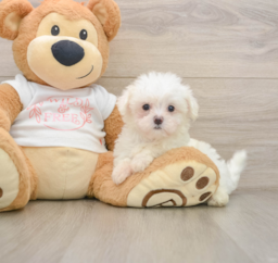 7 week old Maltese Puppy For Sale - Pilesgrove Pups
