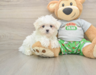 7 week old Maltese Puppy For Sale - Pilesgrove Pups