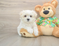 8 week old Maltese Puppy For Sale - Pilesgrove Pups