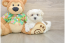 Hypoallergenic Maltese Purebred Pup