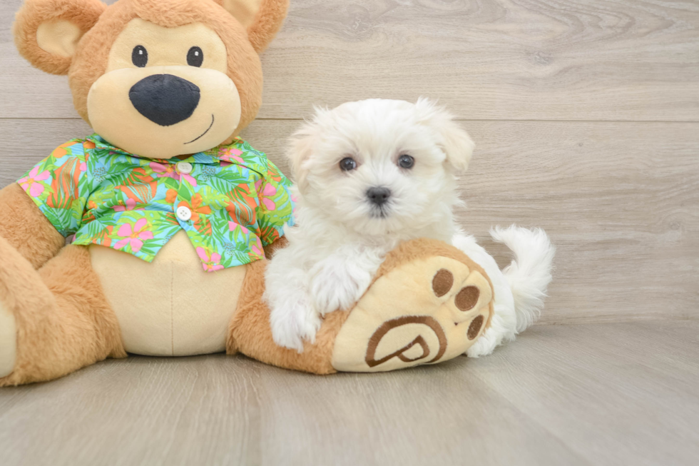 Hypoallergenic Maltese Purebred Pup
