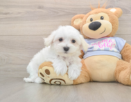 8 week old Maltese Puppy For Sale - Pilesgrove Pups