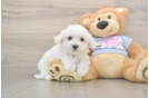 Fluffy Maltese Purebred Puppy