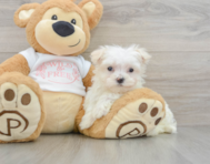 8 week old Maltese Puppy For Sale - Pilesgrove Pups