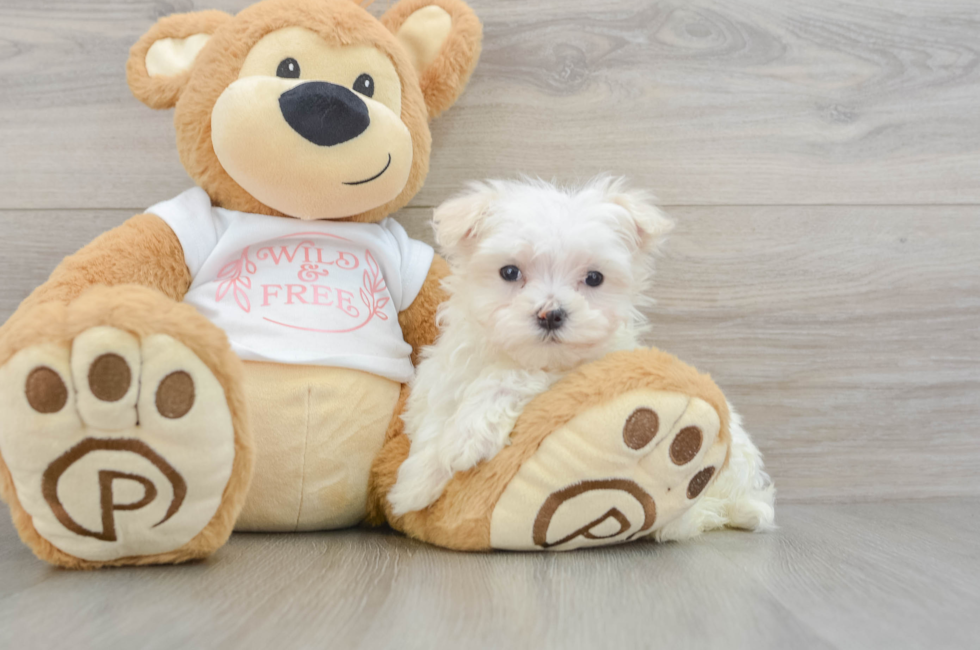 8 week old Maltese Puppy For Sale - Pilesgrove Pups