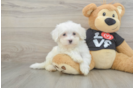Friendly Maltese Baby