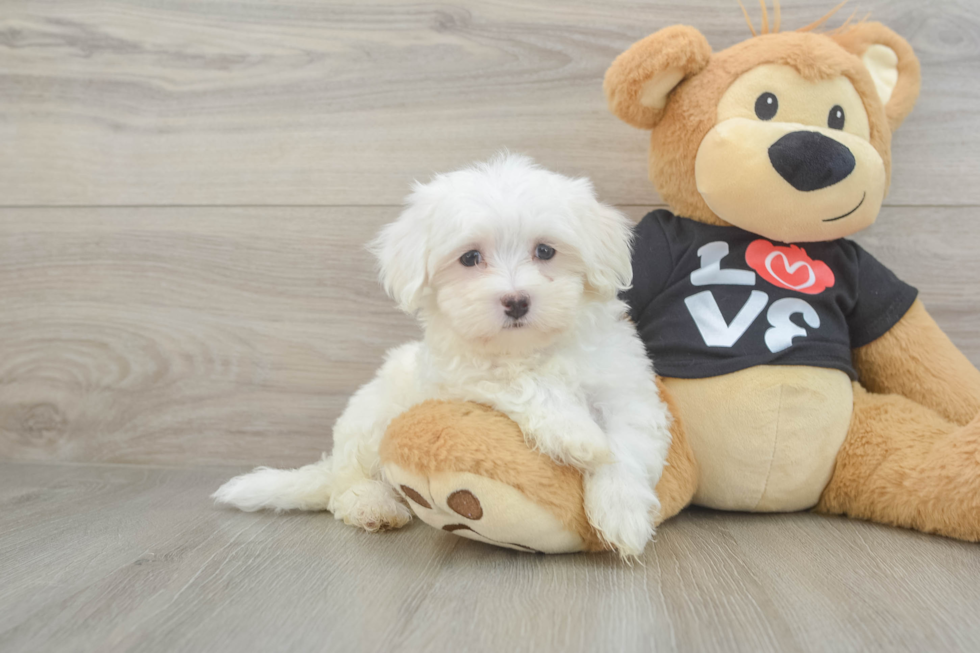 Friendly Maltese Baby
