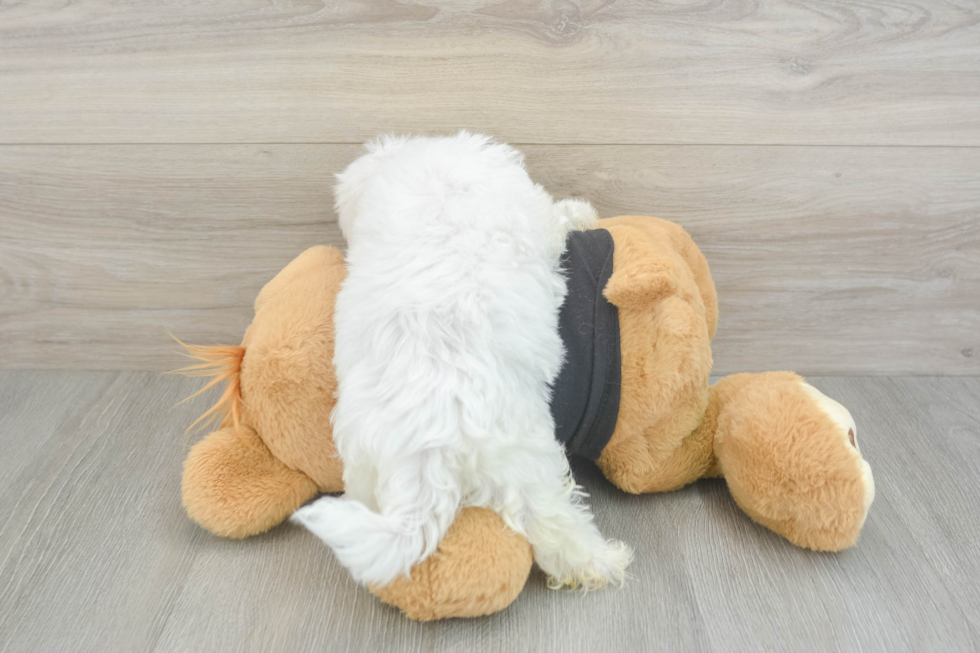 Hypoallergenic Maltese Purebred Pup