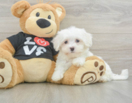 8 week old Maltese Puppy For Sale - Pilesgrove Pups