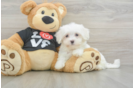 Best Maltese Baby