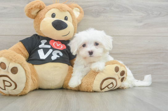 Best Maltese Baby