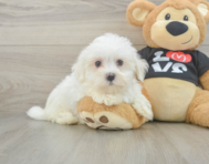 8 week old Maltese Puppy For Sale - Pilesgrove Pups