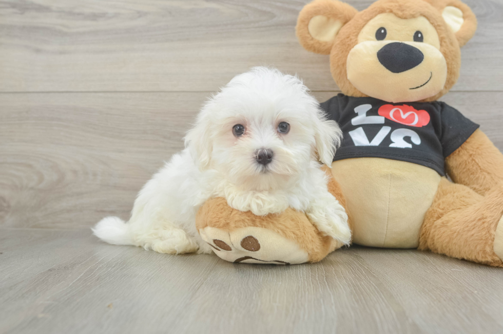 8 week old Maltese Puppy For Sale - Pilesgrove Pups
