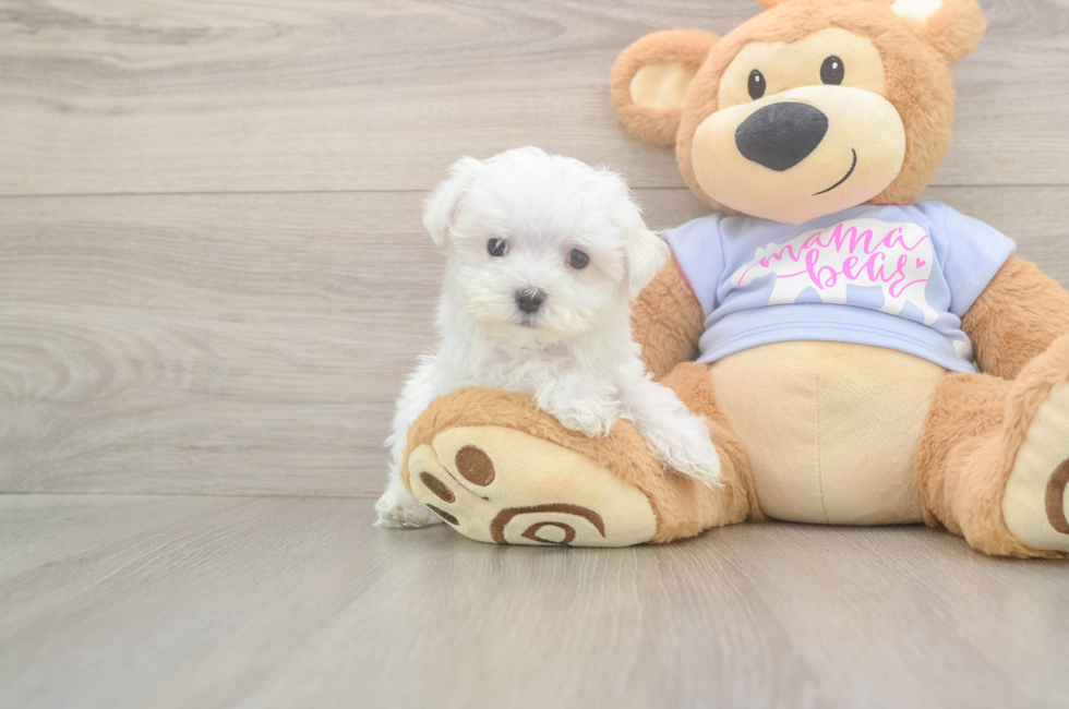 8 week old Maltese Puppy For Sale - Pilesgrove Pups