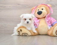 7 week old Maltese Puppy For Sale - Pilesgrove Pups