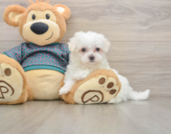 7 week old Maltese Puppy For Sale - Pilesgrove Pups