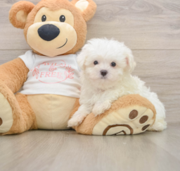 7 week old Maltese Puppy For Sale - Pilesgrove Pups