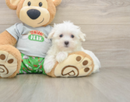 7 week old Maltese Puppy For Sale - Pilesgrove Pups
