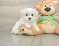 8 week old Maltese Puppy For Sale - Pilesgrove Pups