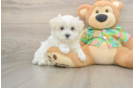 Maltese Puppy for Adoption