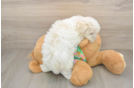 Friendly Maltese Purebred Pup