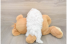 Maltese Puppy for Adoption