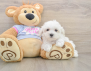 8 week old Maltese Puppy For Sale - Pilesgrove Pups