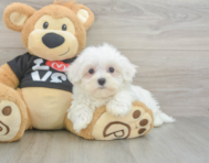 8 week old Maltese Puppy For Sale - Pilesgrove Pups