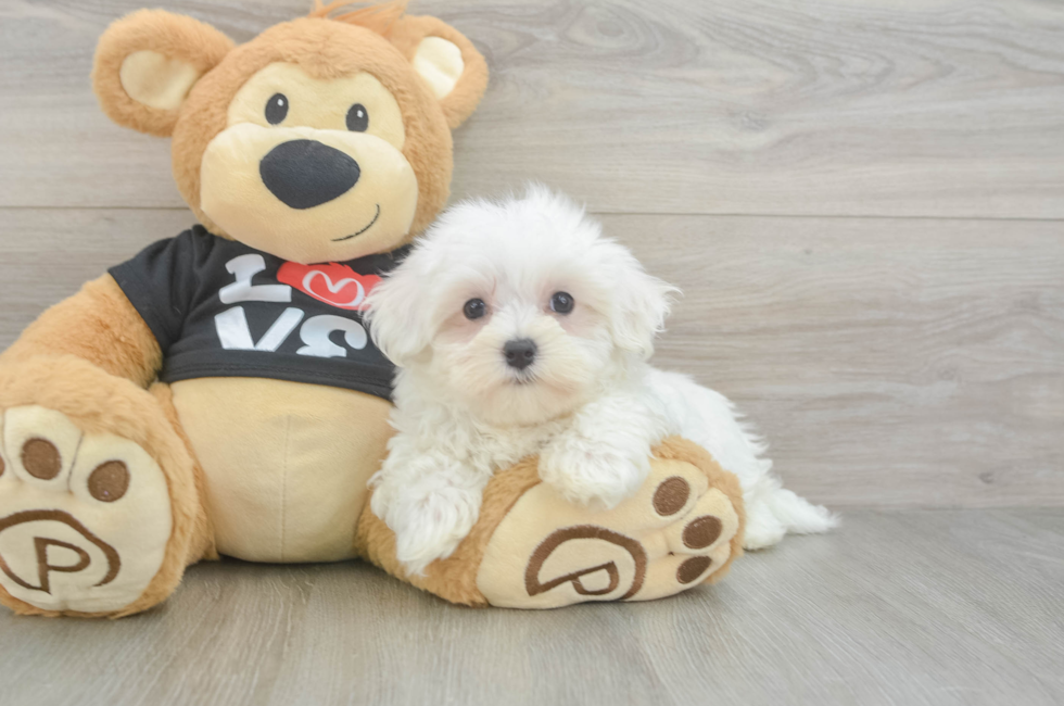 8 week old Maltese Puppy For Sale - Pilesgrove Pups