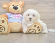 9 week old Maltese Puppy For Sale - Pilesgrove Pups