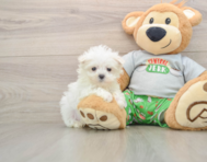 7 week old Maltese Puppy For Sale - Pilesgrove Pups