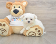 8 week old Maltese Puppy For Sale - Pilesgrove Pups