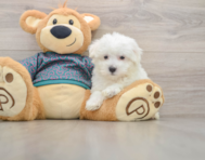 8 week old Maltese Puppy For Sale - Pilesgrove Pups