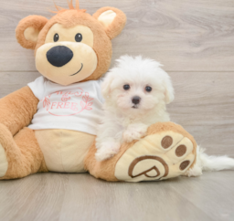 7 week old Maltese Puppy For Sale - Pilesgrove Pups