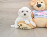 8 week old Maltese Puppy For Sale - Pilesgrove Pups