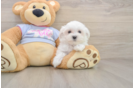 Hypoallergenic Maltese Purebred Pup
