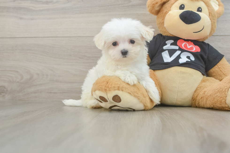 Maltese Puppy for Adoption