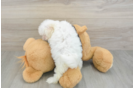 Maltese Puppy for Adoption