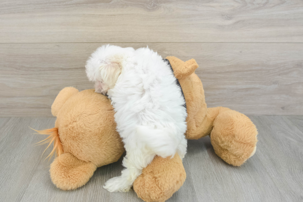 Maltese Puppy for Adoption