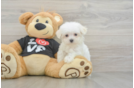 Maltese Pup Being Cute