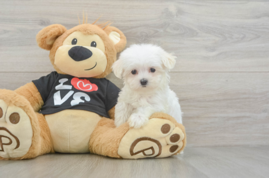 Maltese Pup Being Cute