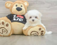 8 week old Maltese Puppy For Sale - Pilesgrove Pups