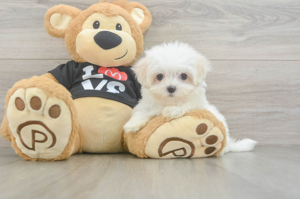 8 week old Maltese Puppy For Sale - Pilesgrove Pups